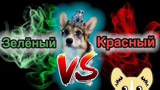 ЗЕЛЁНЫЙ ИЛИ КРАСНЫЙ??? | КОРГИ ЛУНА ВЫБИРАЕТ