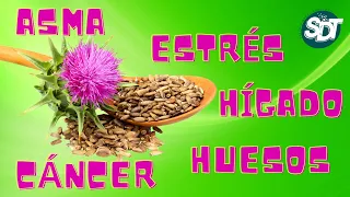 🟢 El Cardo Mariano 5 Beneficios Saludables 👍 CARDO MARIANO ¿Para qué se utiliza?