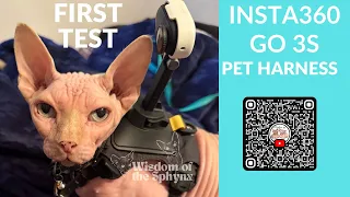 Sphynx - First Test of Insta360 Go3 S Pet Harness