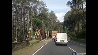 hutan Pinus Lembang ~ Jawa Barat