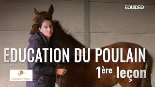 Si seulement tous les poulains recevaient cette éducation !