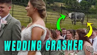 Cow Crashes Wedding Ceremony Twice