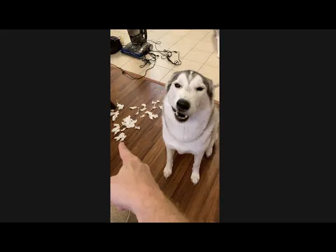Guilty Husky APOLOGIZES For Destroying My House!!! #shorts