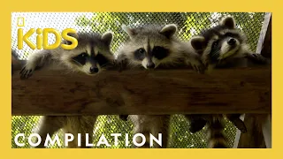 Rescuing Baby Animals! | Bandit Patrol | Compilation | Nat Geo Kids