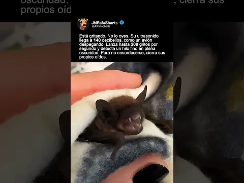 EL GRITO QUE NUNCA ESCUCHARÁS