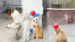 【#乔巴日记】你家的猫会投篮吗？运动猫猫大合集！