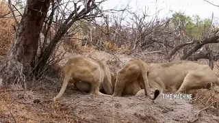 Unbelievable Action of These Lions In The Wild