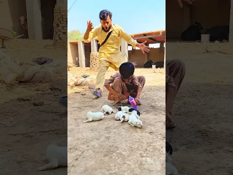 Kind man doing good job and helping  another man in feed milk to puppies#ytshorts #viralvideo