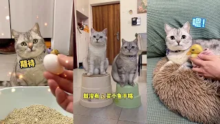 【孵蛋猫的日常2】家里做菜没蛋了，于是我把猫咪的蛋偷了