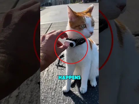 He Attached a Camera to a Cat The Footage Will Shock You‼️😱