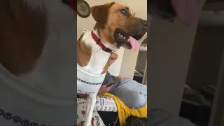 Snuggles-The Beagle  is live! Come say hi!
