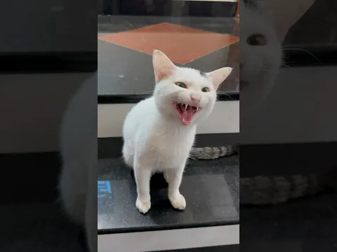 smart cat (Chú mèo thông minh )#cat #cats #shorts