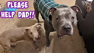 Talking Pitbull Clearly Says Words! This Dog Is So Smart!!