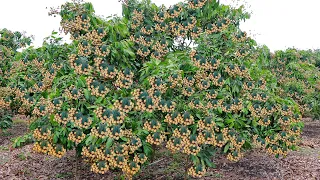 How To Increase Longan Production - Spraying San To Force Longan Tree To Flower - Easy And Effective