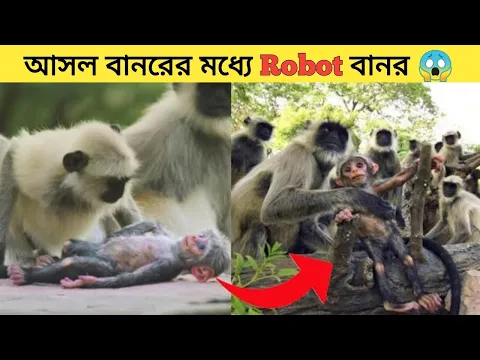 রোবট বানরটিকে আসল বানরের মাঝখানে রাখা হয়েছিল তারপর জা হল 😱 #shorts