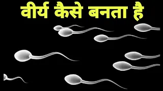 वीर्य का निर्माण कैसे होता हैं - spermatogenesis in hindi