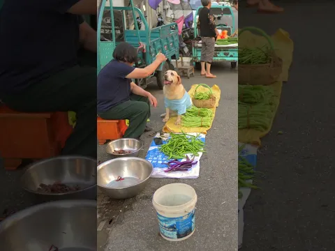 Dogs are proficient at bargaining when shopping for groceries狗狗買菜精通討價還價 #funny #pets #animals #cat