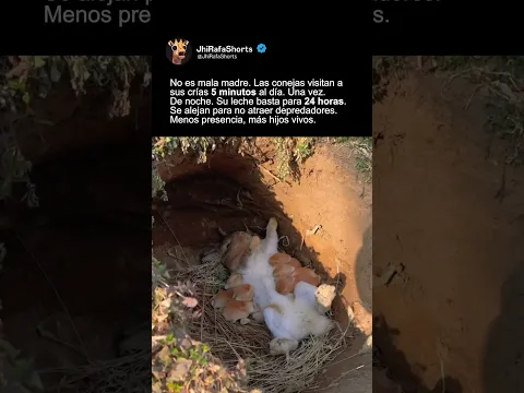 CINCO MINUTOS DE MADRE