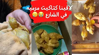 لاقينا 6كتاكيت في الزباله تعالو شوفو عملنا معاهم ايه 🥲😭ء#foryou #fypシ #viral #fortnite #fyp