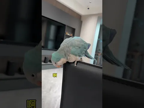 Pigeon and Its Parrot Friend