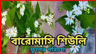 বারোমাসি শিউলি ফুলের প্রতিস্থাপন ও সম্পূর্ণ পরিচর্যা ।। শিউলি ফুলের পরিচর্যা ।।