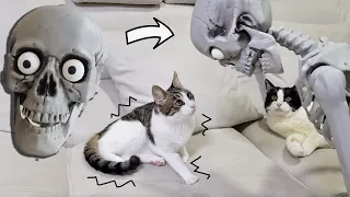 Mr. Skeleton's Visit. Cats' Reaction / Halloween