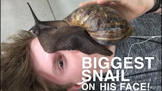 Daily bug show | Episode 2 | Giant snail therapy