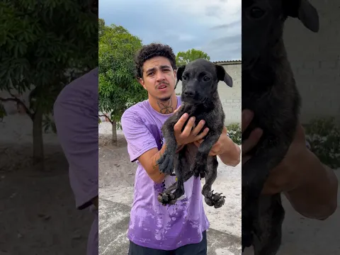 ELA SE AFOGOU NA PISCINA!🐶 #shorts