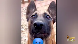महा-युद्ध🔥 Monkey vs Dog 🤣🤣