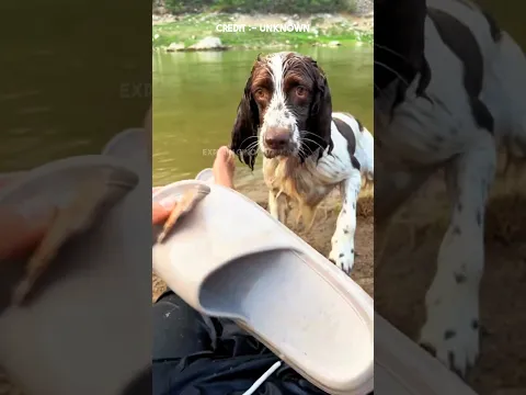 Dog Signals His Owner to Play! 🐶🎾