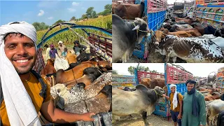 15 Qurbani ke Janwar Khareed Liye | Cow Mandi Rates | Qurbani Ke Janwar Kaisay  Khareedain