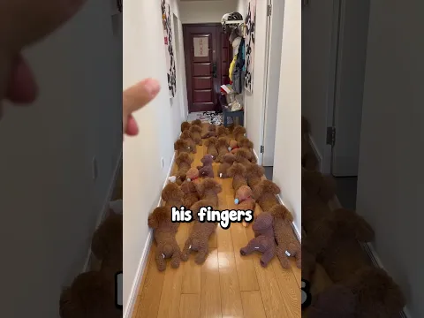 Trying To Find a Puppy 😱❤️