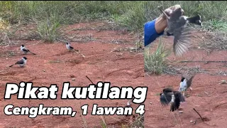 Pikat kutilang tanpa pulut alis pikat cengkram 1 lawan 4 #kicaumania