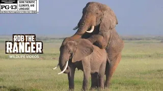 Watch Amboseli Elephants In Action To Boost Their Population | Praro Amboseli Safari