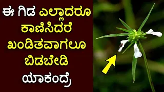 ತುಂಬೆ ಗಿಡದ ಉಪಯೋಗಗಳು Medicinal benefits of Leucas - Tumbe plant Health benefits in kannada
