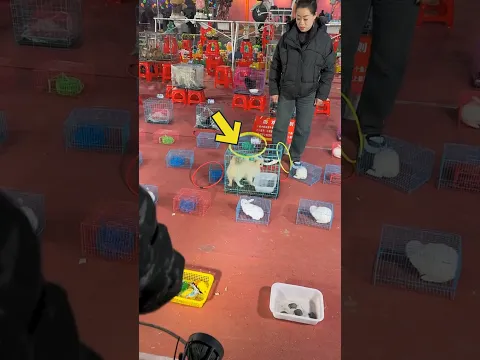 This woman saw a dog at the fair 🐕 #shortsvideo
