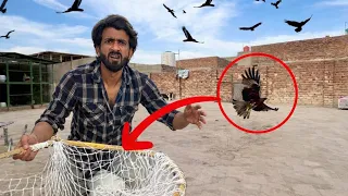 Eagle Ko Trap Kar Liya || Easy Eagle Trap 🦅🪤