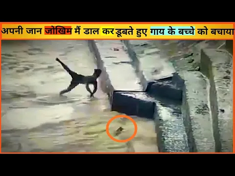 अपनी जान से खेलकर बछड़े की जान बचाई #shorts