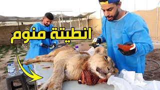 تخدير الاسد ليو راد يضربني 😱 موقف مرعب !