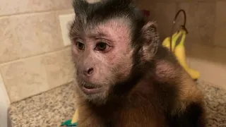 MonkeyBoo Takes a Bath! Monkey Monday Live!