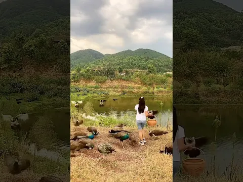 She Do This To Every Peacock #shortsvideo