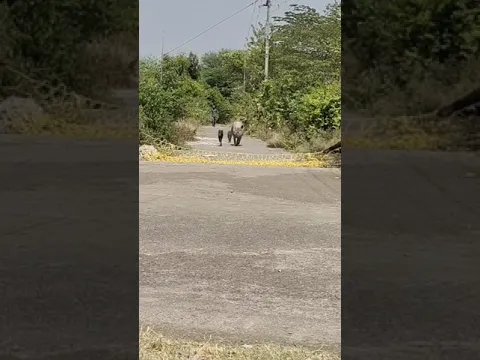 झाले में सुअर पकड़ा वा। jhale me suar pakda are wa