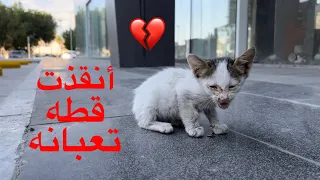 انقاذ قطط | لقيت قطه صغيره مريضه تنادي لأي احد يساعدها 🐈💔