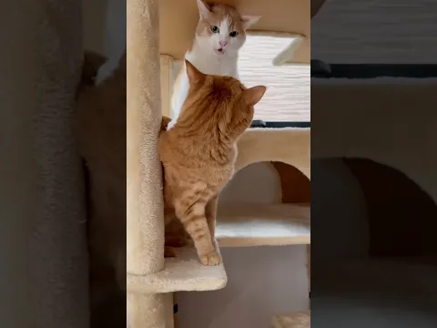 Ultimate cat fight