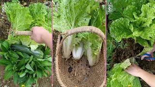 أجمل سلة خس من حديقة المنزل 🥬 ما شاءالله 😍