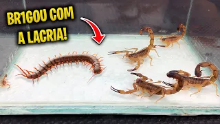 Alimentei os escorpiões com uma lacraia