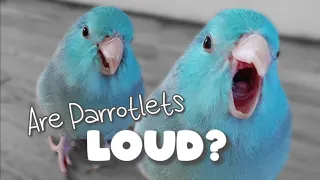 Are Parrotlets LOUD? Parrotlet Talking Sounds Forpus Bird Behaviors and Body Language 