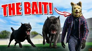 Cane Corso Steps In To Protect His Mom! Calming Reactivity