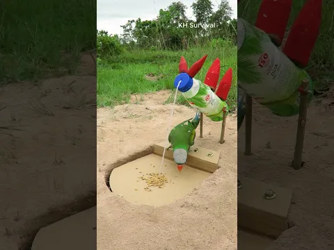Survival Skills: Underground parrot trap #parrot #parrottrap #outdoors #birds #ideas