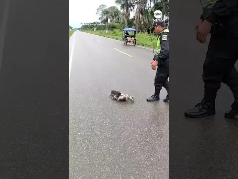Police rescue sloth on the road